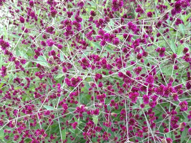 Warnings issued to Sochinov about the risky autumn bloom