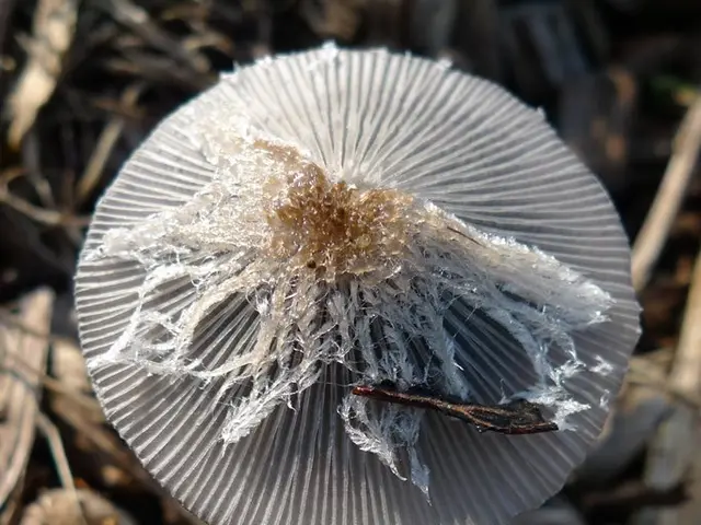 Prepare for a Splatfest themed around the Mushroom Kingdom, complete with the opportunity to secure...