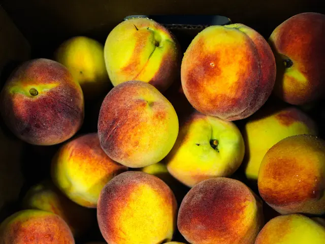 Malicious macOS assistance websites propagate malware intended to steal data in a focused...