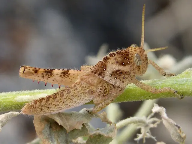 Identification of Insects at Molecular Level Through PIDC Services