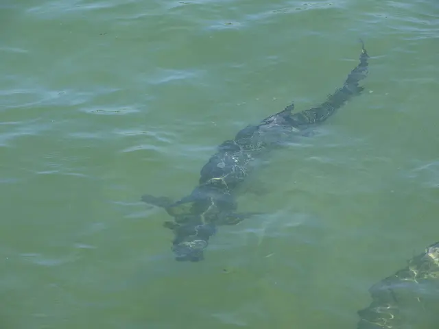 Essential Facts About American Water Spaniels: A Comprehensive Guide