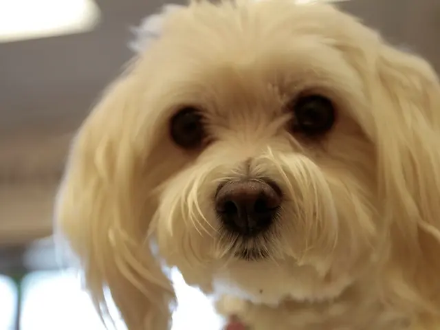 Explaining Canine Hyperactivity: A Veterinarian Lays Out 5 Causes for Your Dog's Sudden Bouts of...