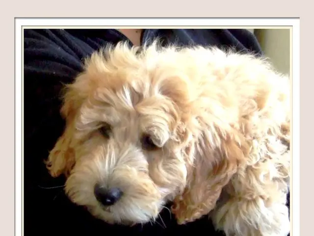 Improving your dog-owning skills according to an expert's advice