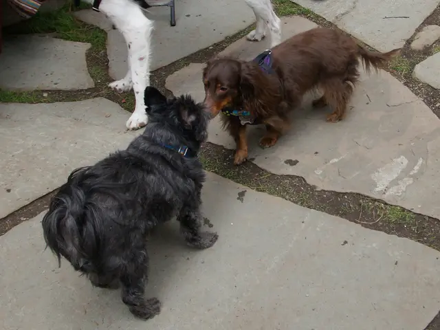 Unveiling the key elements for effectively training your canine companion, as disclosed by an...