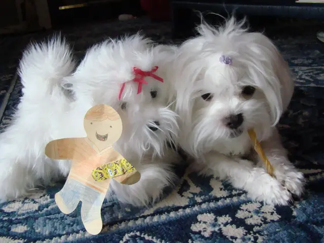 Training a puppy to avoid biting: Tips from a vet, proving it may be simpler than expected