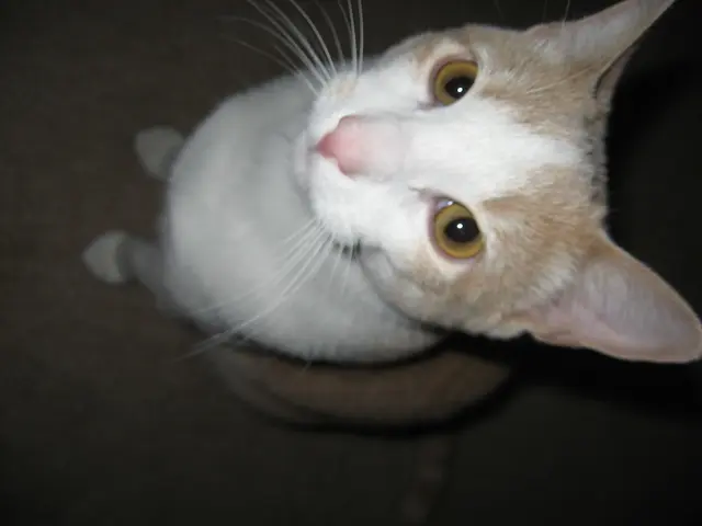 Approximately how much does a typical domestic cat weigh?