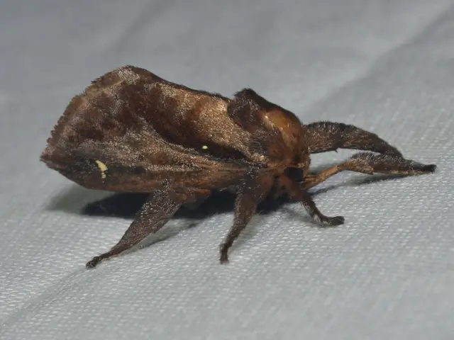 Remain vigilant against ticks: Here are some strategies to keep them at bay