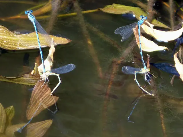 Enhancing Biodiversity through Sludge Treatment in Stagnant Waters of Rödinghausen