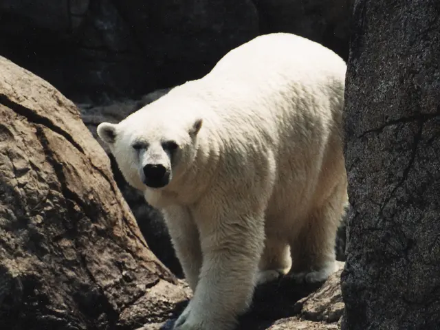 The excitement surrounding the polar bear Knut has significantly dwindled