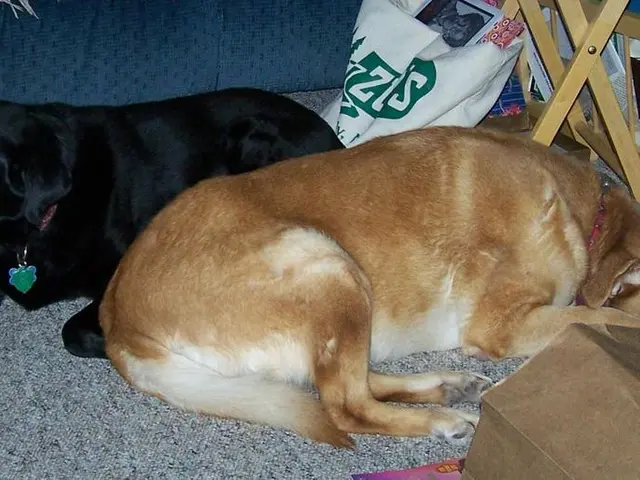 Strategies for Relaxing Holidays with Your Canine Companion