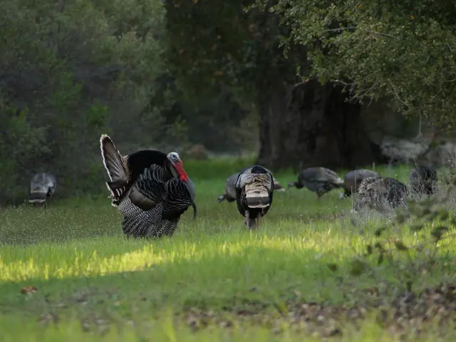 Controversy surges around doctorate degree purchases in Turkey