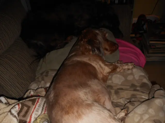 Resting in Canine Companionship: Understanding the Advantages, Hazards, and Precautions for Your...