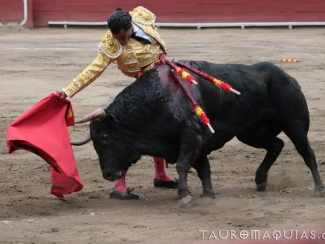 Young male sustains injuries from a bull's tail in the confines of Yuncos during the Virgin of the...