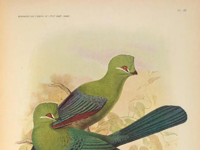 Acclaimed American author and wildlife conservationist, Patrick Hemingway, the last living son of...