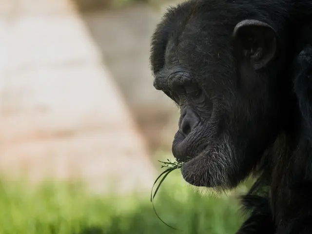 Differences in Vision Between Monkeys and Humans, According to Experts Highlighted