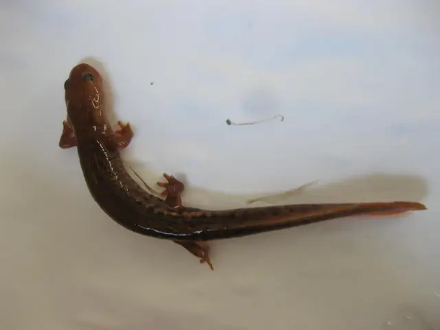 A dozen lizards sneaked into Cincinnati concealed in a sock. Currently, their population has...