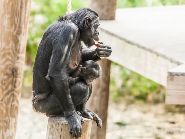 Simians Captivate with Another Display of Human-like Emotional Intelligence