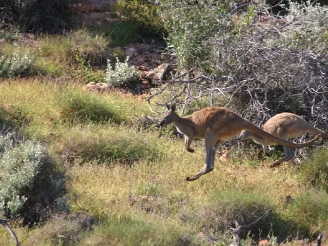 Women from Melbourne met a tragic end while assisting an injured kangaroo along the roadside.