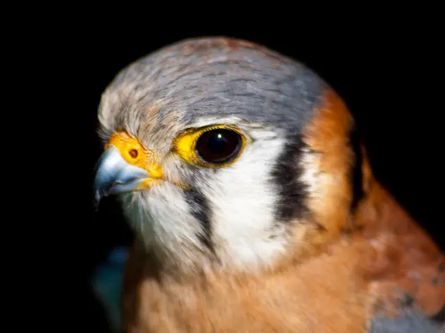 Soaring Birdwatching Tourism Thrives Unequally Across Various Locales