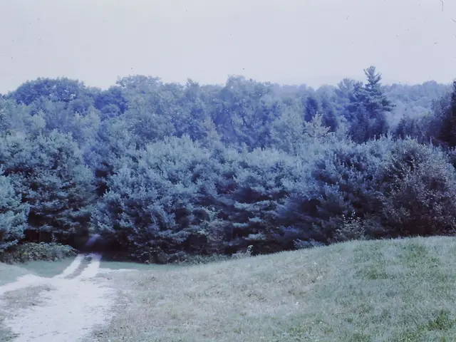 Increasing Urban Greenery for a More Vibrant Cityscape