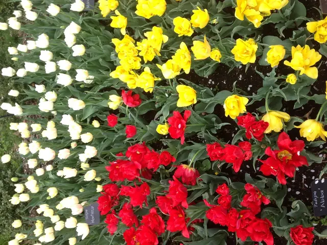 Vibrant Hues Transform Fields into Flowery Patterns