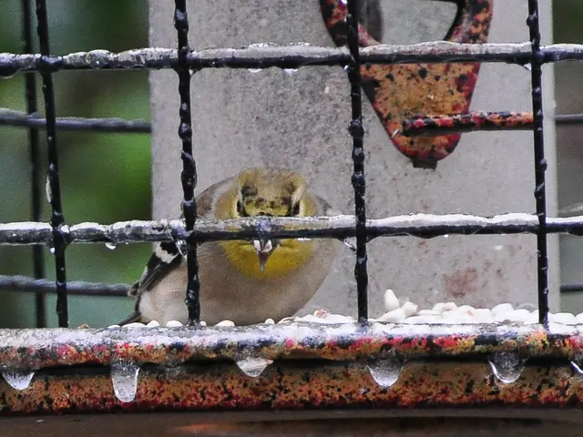 Link Between Diabetes and Schizophrenia Examined