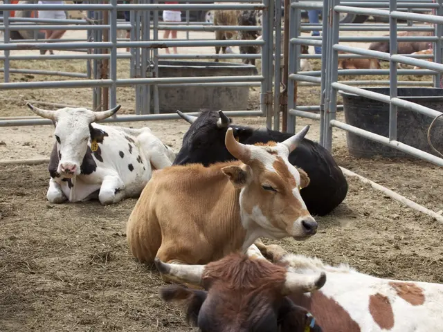 Thirteen cows perish in Tyrol region