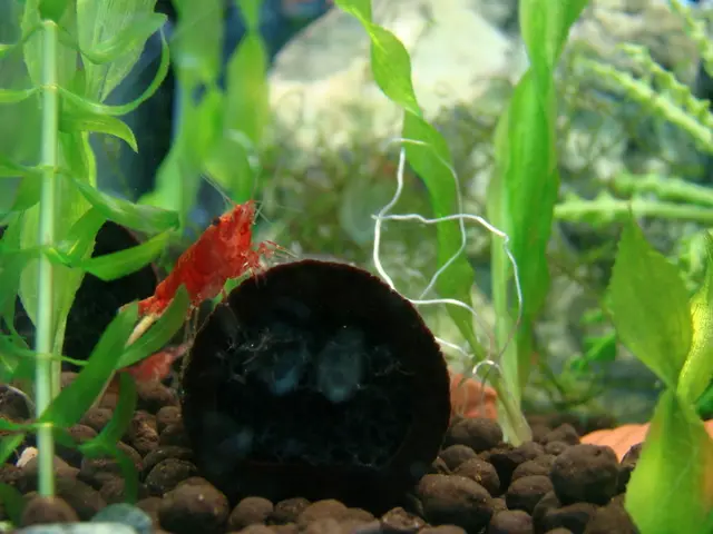 Researchers Crafted a Novel Organism Using a Stripped-Down Gene Pool of 57 Essential Directions