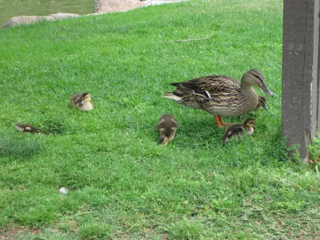 Morocco Implementing Country's First Strategy for Protecting Birds of Prey (September 5, 2025)