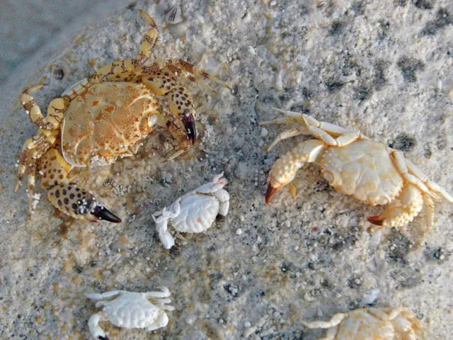 Romania supports additional penalties against Russia, affirms President Nicusor Dan