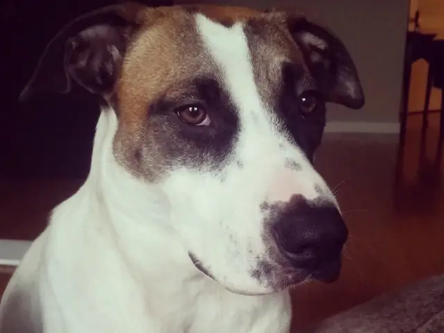 Investment from ACP Credit propels PartnerVet Group's growth in Romania