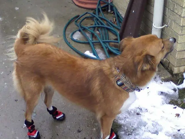 Dogowning at a targeted $2.50 price point, chart analysis indicates a possible 425% price surge...