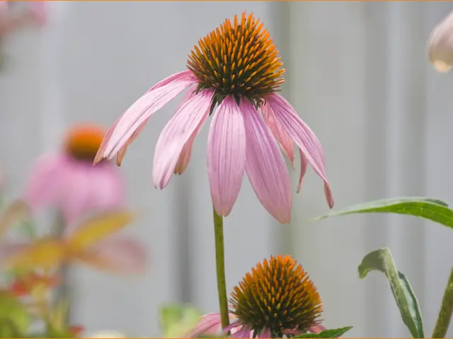 "Trend predictors proclaim 'Wilted blossom' as the latest must-have hue for gardens, approving its...