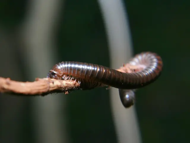 Severe Norovirus Infections: Unraveling Potential Health Complications