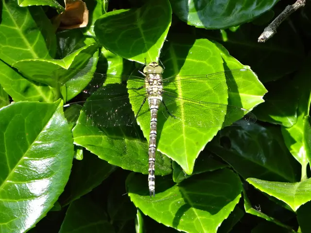 Understanding Chikungunya: An Overview