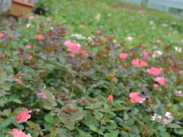 Introducing the New Hybrid Tea Rose from Martha Stewart in the United States
