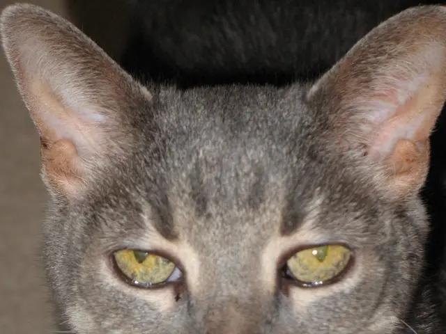 Animal found in distress near Tauberfeld by concerned onlooker