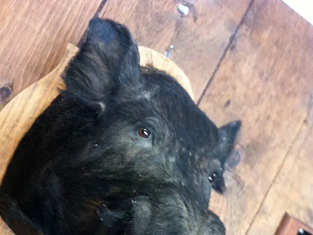 Accidentally Runs Into a Wild Boar, Suffers Slight Injuries (Politician)