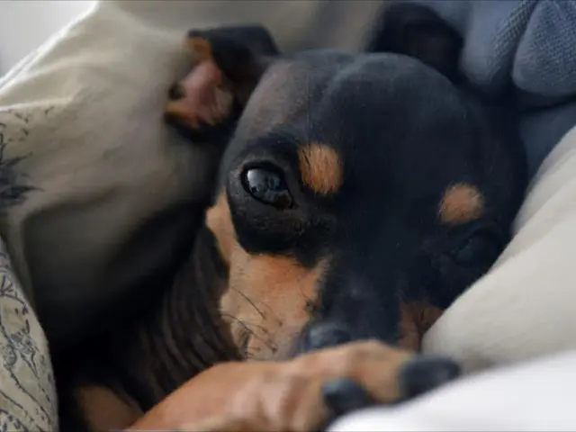 Fact-filled guide on the American water spaniel breed: key points to consider