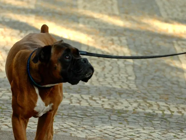 Dog trainer reveals an effective method for maintaining canine attention during walks