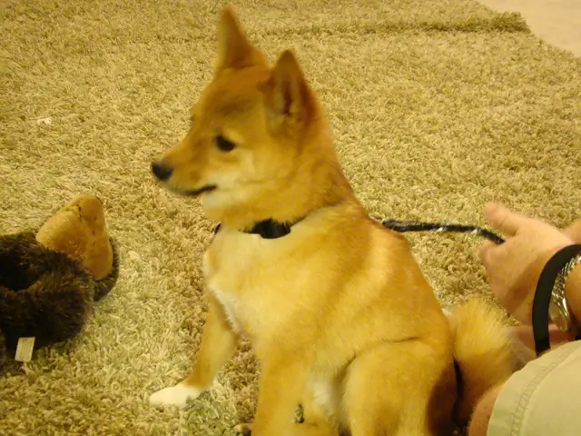 Activities for an Overactive Canine: Keeping Your Energetic Pet Engaged