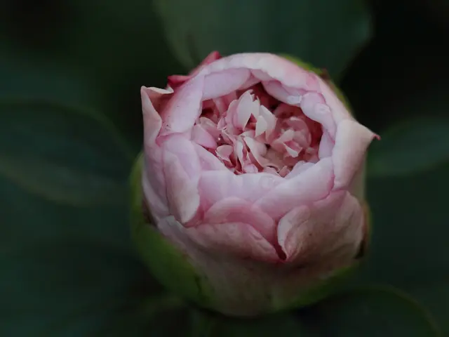 Unidentified human remains found in Brooklyn, NYPD seeks public's assistance in tattoo recognition.