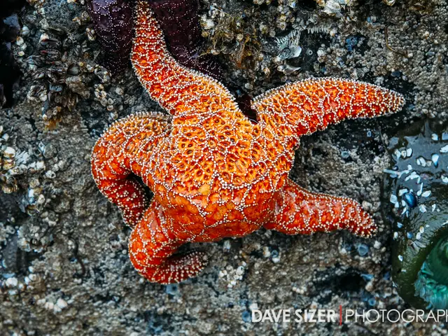 Carrier crab displaying its name-sake behavior as it trashes a sea urchin on its back for defense...