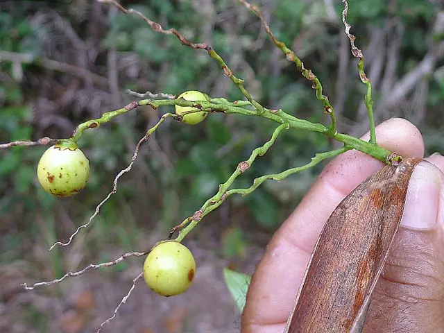 Plant stem cell protein complex controls their multiplication and stress-related reactions