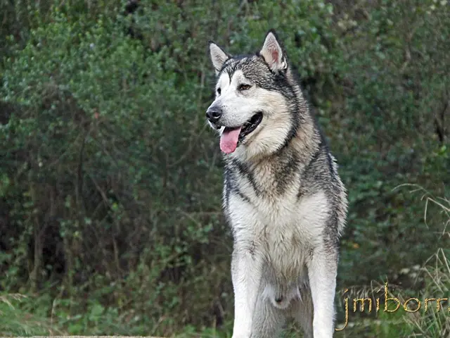 Government official announces decision: