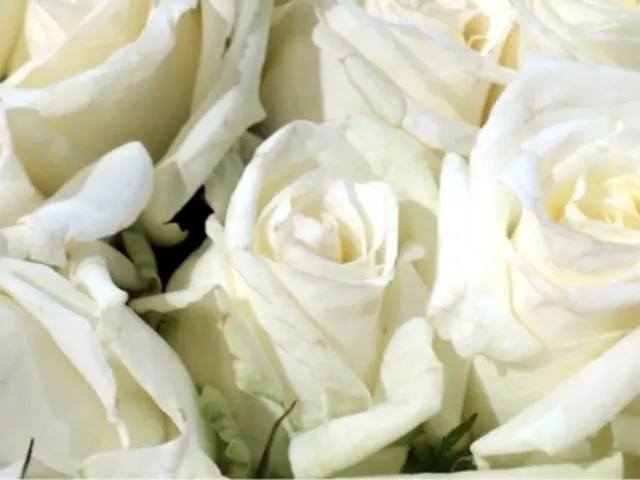 Top Roses Picked by Prominent Rosarian Michael Marriott