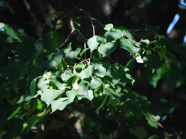 Senate adopts budget blueprint, paving way for Trump's tax plan implementation