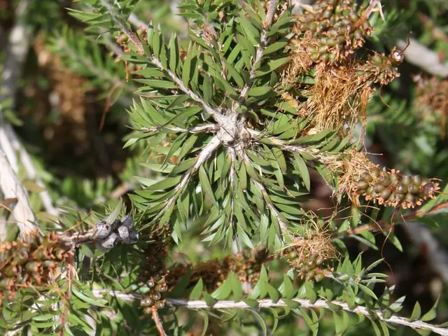 Top Picks for Domestic Fruit-Bearing Trees for Personal Gardens