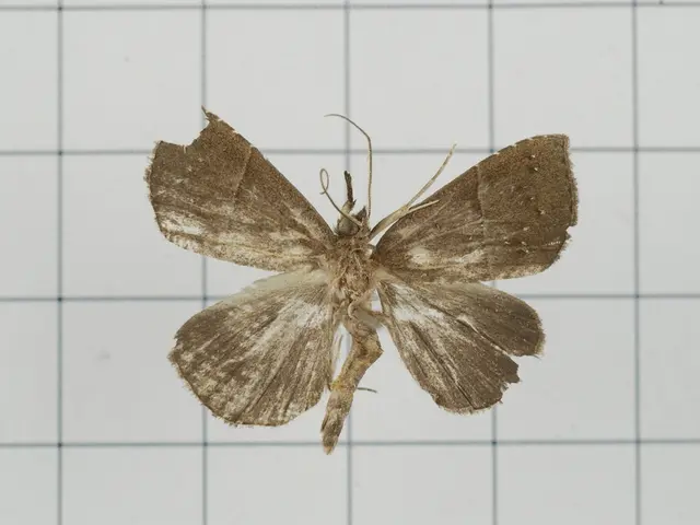 Leaving the city of London for a rural life: The £20 strategy that successfully prevented mice from...