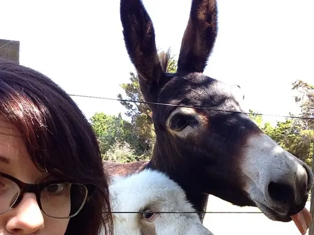 Newborn "American miniature donkeys" in Aue, Solingen's partner city, seek names suggestion